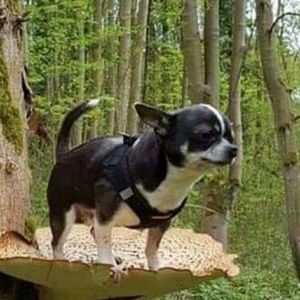 Meet your Posher, George